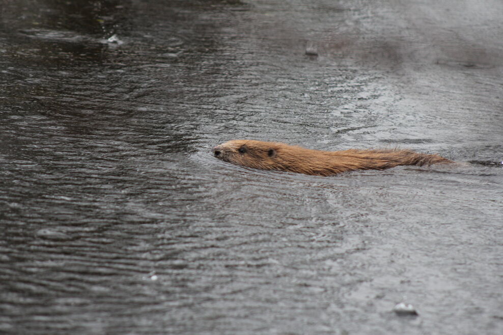 First beaver reintroductions in Cornwall set precedent for wild ...