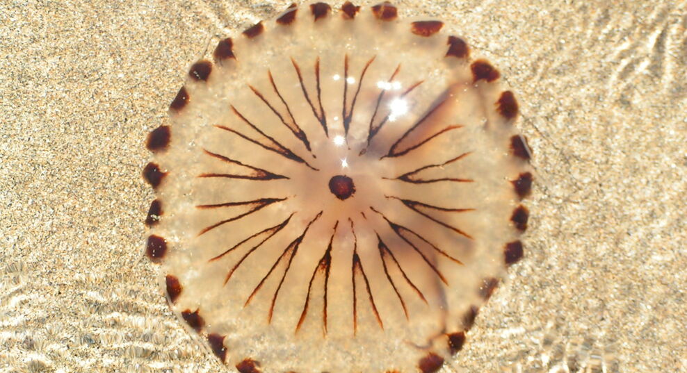 Compass jellyfish | The Wildlife Trusts