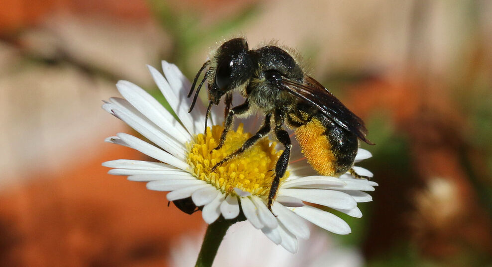 Colonel Bee Identify solitary bees in the UK | The Wildlife Trusts