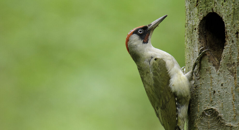 Identify UK Woodpeckers The Wildlife Trusts identify-uk-woodpeckers-the-wildlife-trusts