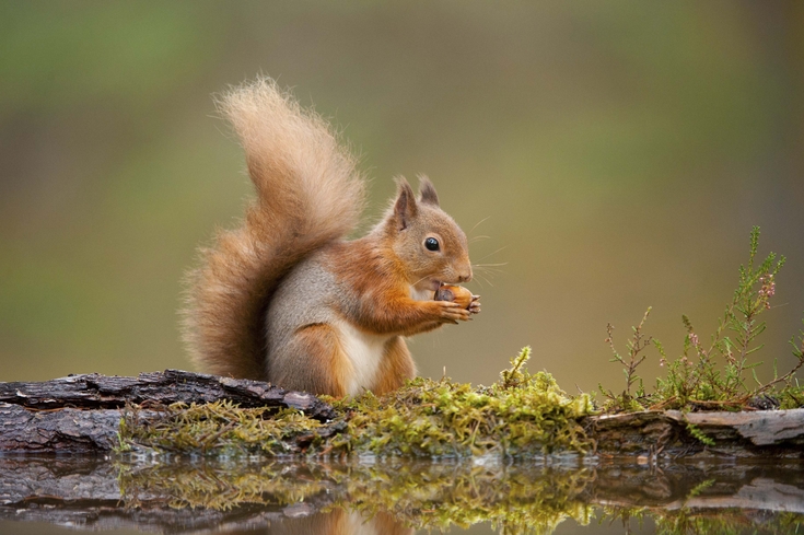 Red squirrels | The Wildlife