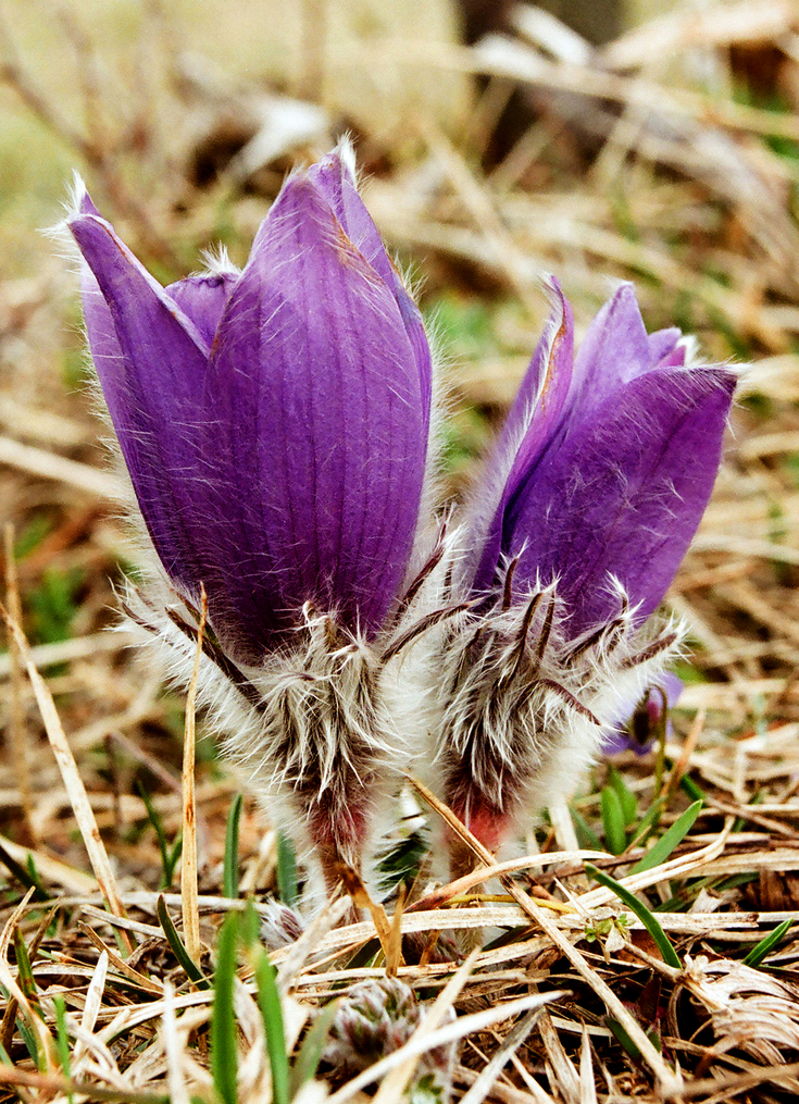 Pasque flowers The Wildlife Trusts
