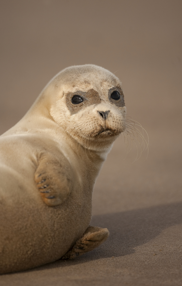Seal pups The Wildlife Trusts