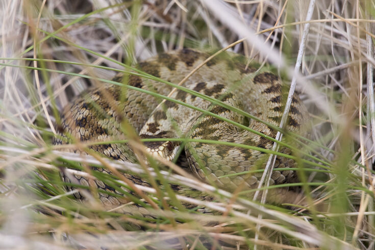 Adders Rothbury Red squirrels, adders and cuckoos… spring wildlife must-sees on The ...