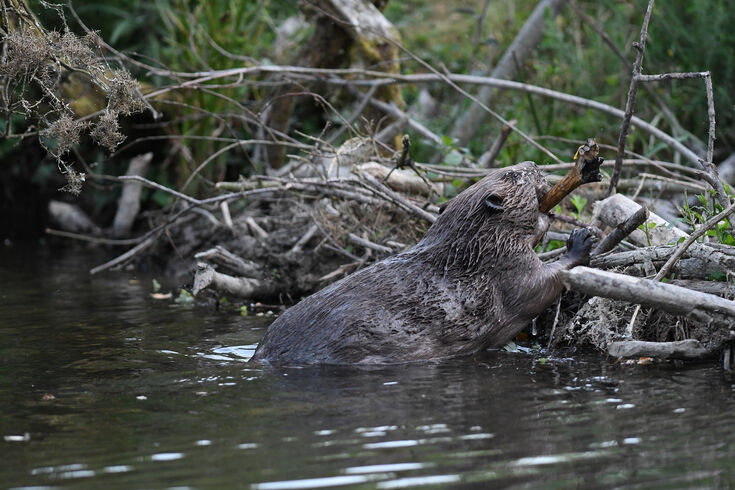 Beavers | The Wildlife Trusts