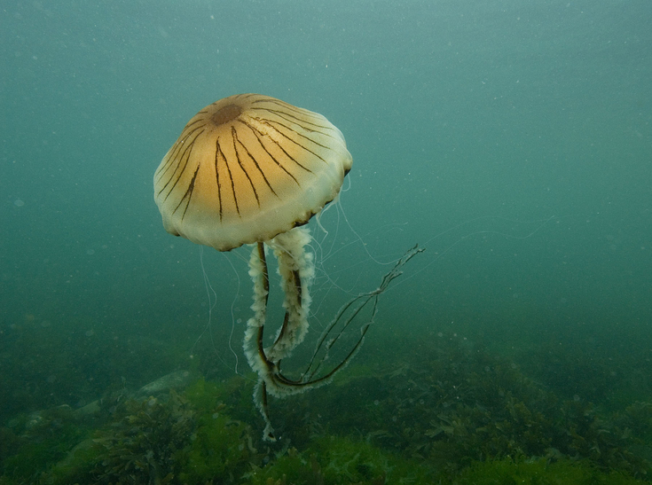 Compass jellyfish The Wildlife Trusts
