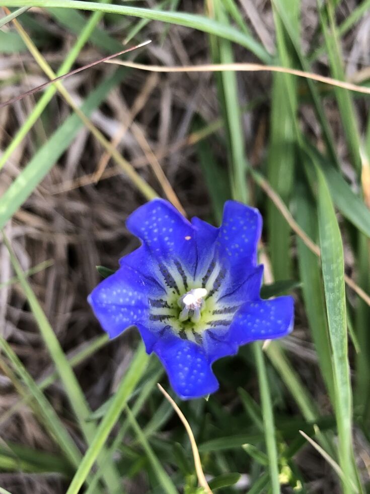 Marsh gentian | The Wildlife Trusts