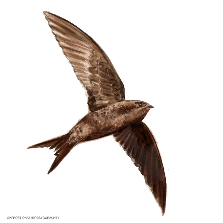 How to identify swifts, swallows, sand martins and house martins The