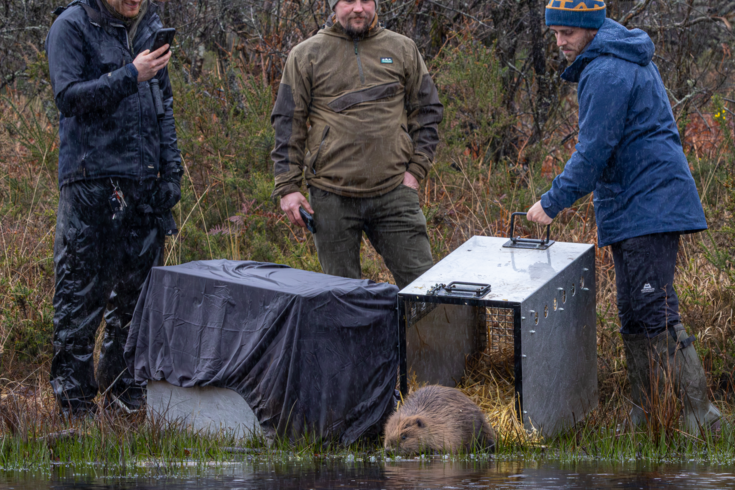 First beaver reintroductions in Cornwall set precedent for wild ...