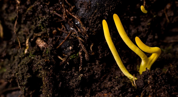 Freaky Fungi The Wildlife Trusts Freaky Fungi The Wildlife Trusts
