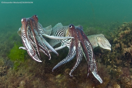 Cuttlefish