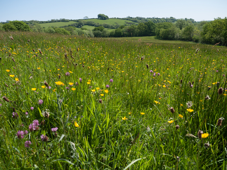 Lowland meadow