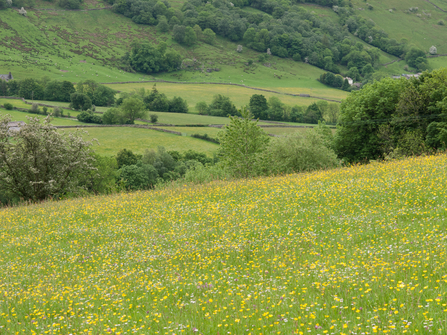 Northern hay meadow