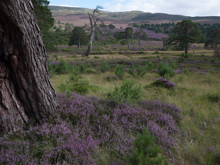 Moorland