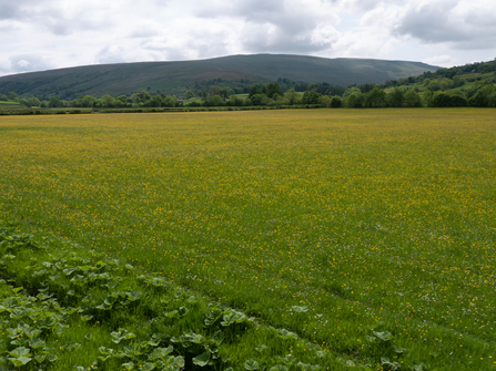 Northern hay meadow