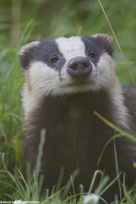 badger