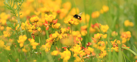 bee