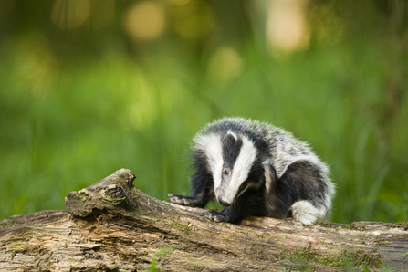 Badger scratching