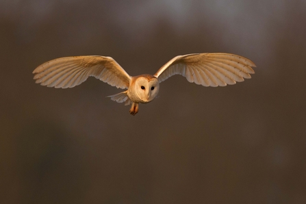 Barn owl 