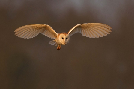 Barn owl
