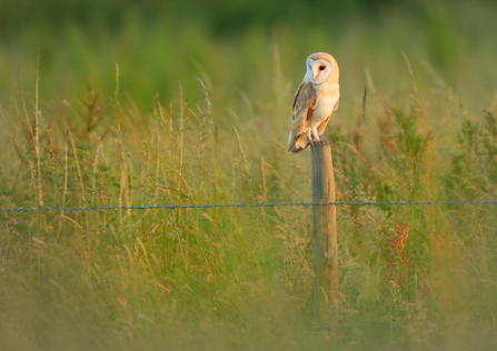 Barn owl perched