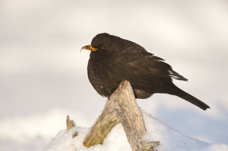 Garden Bird Identifier Chart