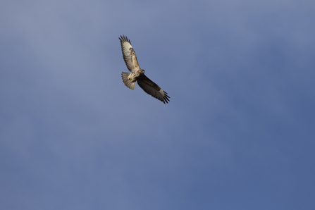 Bird of prey from silhouette?, Observation, UK and Ireland