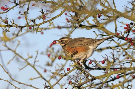 Redwing with hawthorn berry