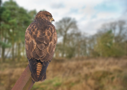 List of bird of prey species recorded at the wetlands.