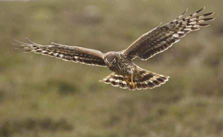 Identify birds of prey  Lincolnshire Wildlife Trust