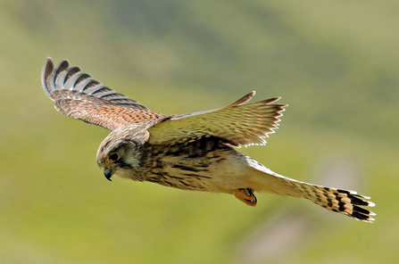 Identify birds of prey  Northumberland Wildlife Trust