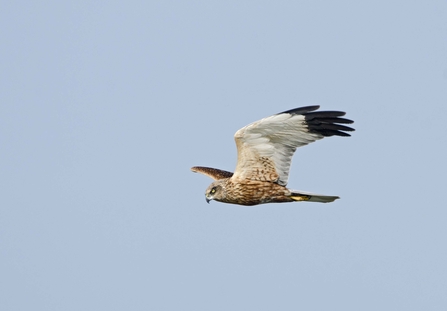 Hen Harrier British Bird Of Prey Centre Wales
