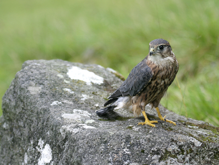 Where to see birds of prey