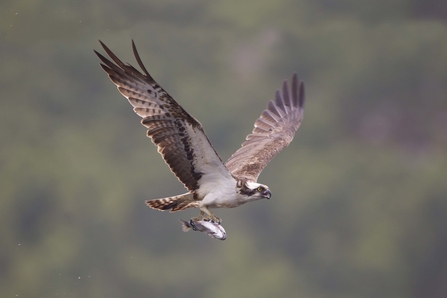 Identifying Birds Of Prey  Barrettine Environmental Health