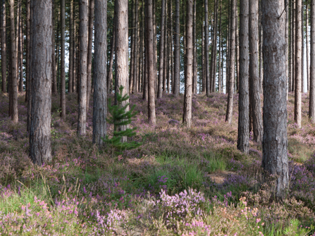 Coniferous plantation