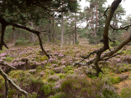 Caledonian forest