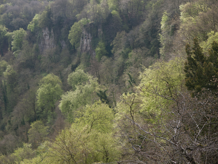 Beech and yew woodland