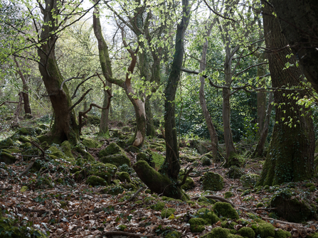 Broad-leaved mixed woodland