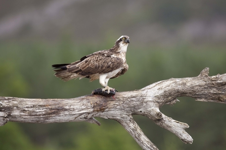 How to identify birds of prey  Herts and Middlesex Wildlife Trust