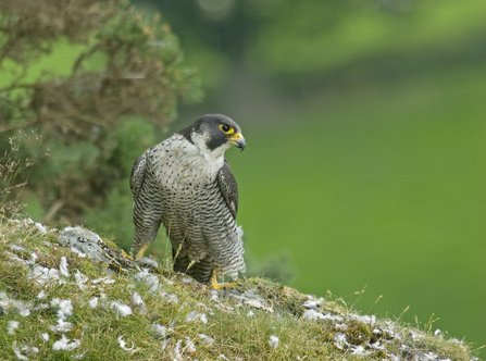 Birds of prey  Yorkshire Wildlife Trust