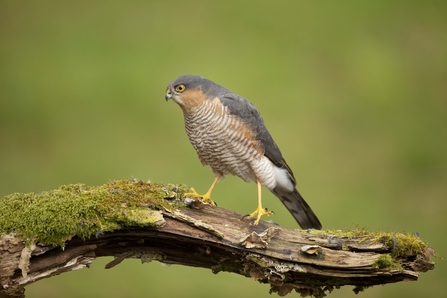 Where to see birds of prey