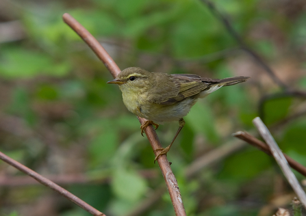 A willow warbler perched on a stem, looking into the distance