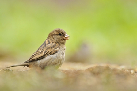 House sparrow