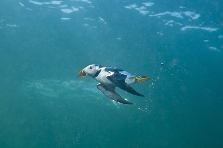 Puffin diving underwater