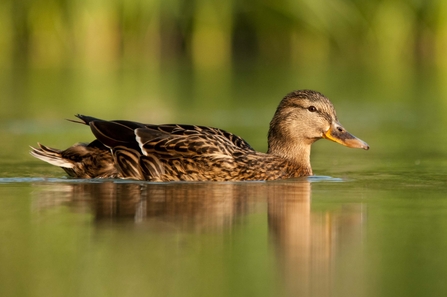 Mallard