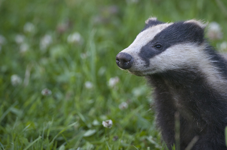 Badger - Bertie Gregory/2020VISION