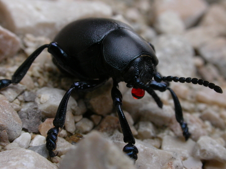 Identify beetles  The Wildlife Trusts