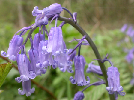Spanish or native bluebell