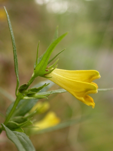 Common Cow-wheat