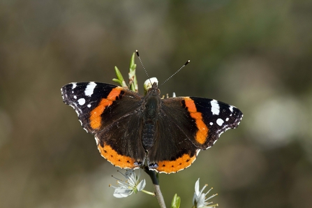 Identify British butterflies | The Wildlife